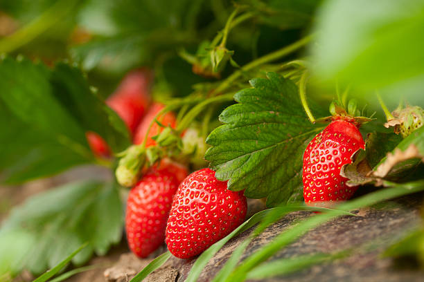 Strawberry Disease Detection